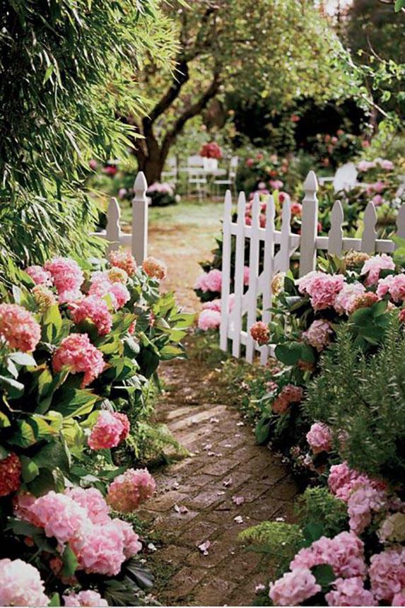 Ligero Pink Hydrangeas with White Picket Fence