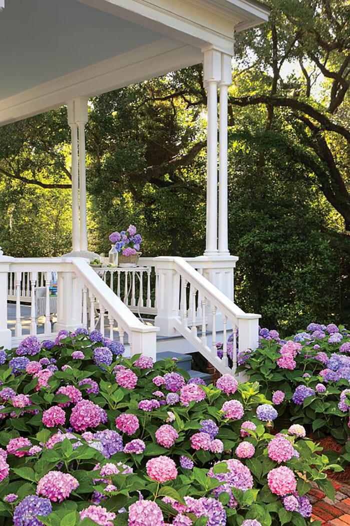 Bonita Hydrangeas Below White Porch