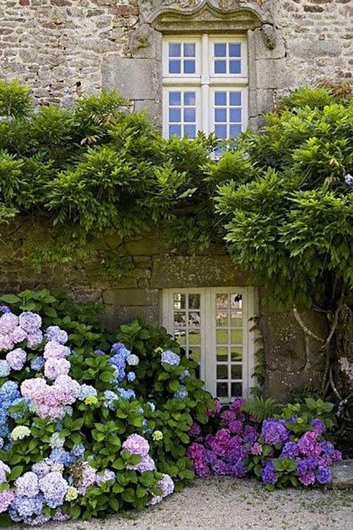 Hortensias in Front of Stone House