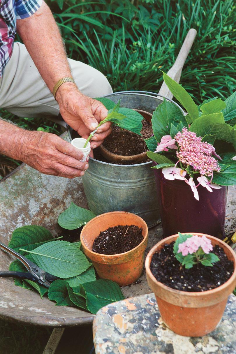 francés Hydrangea: Root and Pass Along