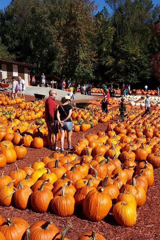 Mejor Pumpkin Patches in Every Southern State Georgia