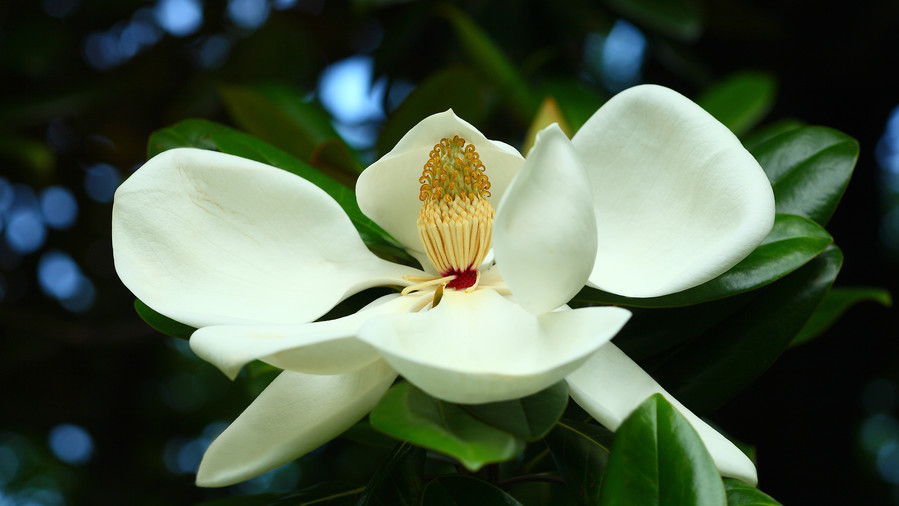 Del Sur Magnolia (Magnolia grandiflora)