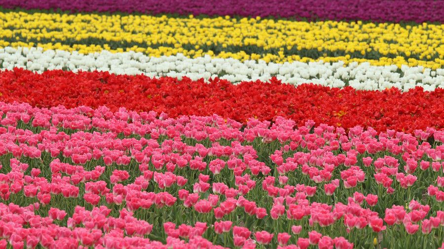 هناك are 150 species of tulips on record and over 3,000 varieties. 