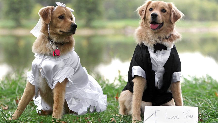 犬 in Wedding puptials