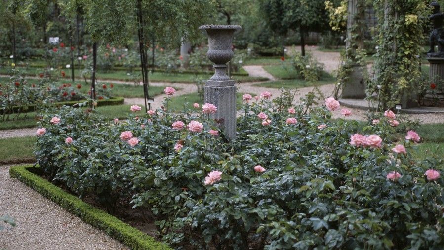 Růžový Roses in Garden