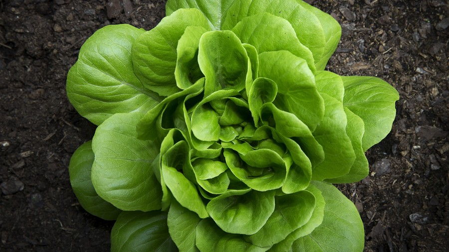 Hlava of Lettuce in the Ground