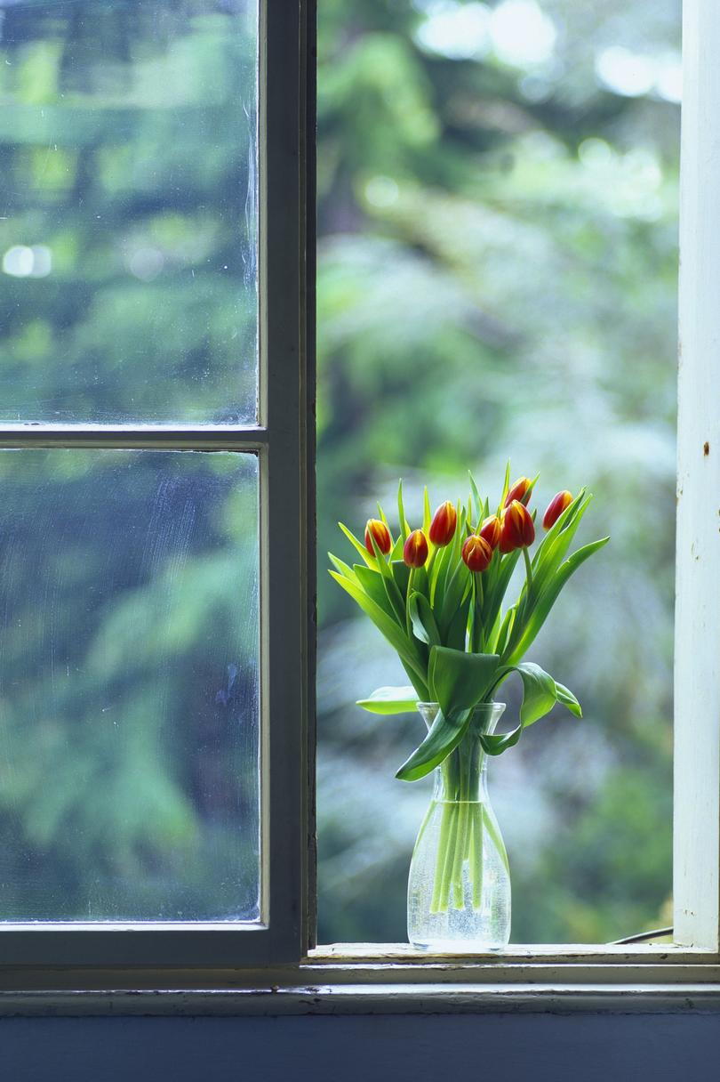  Follow these guidelines to make tulips last in arrangements.