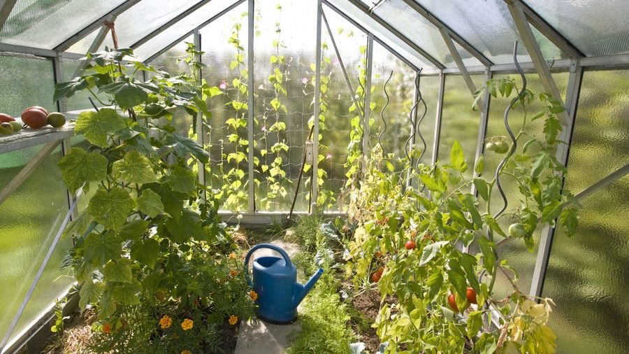 Mini Greenhouse with Plants