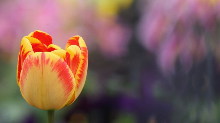 Algunos tulip varieties are actually illegal in parts of the world
