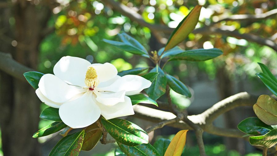 южен Magnolia 