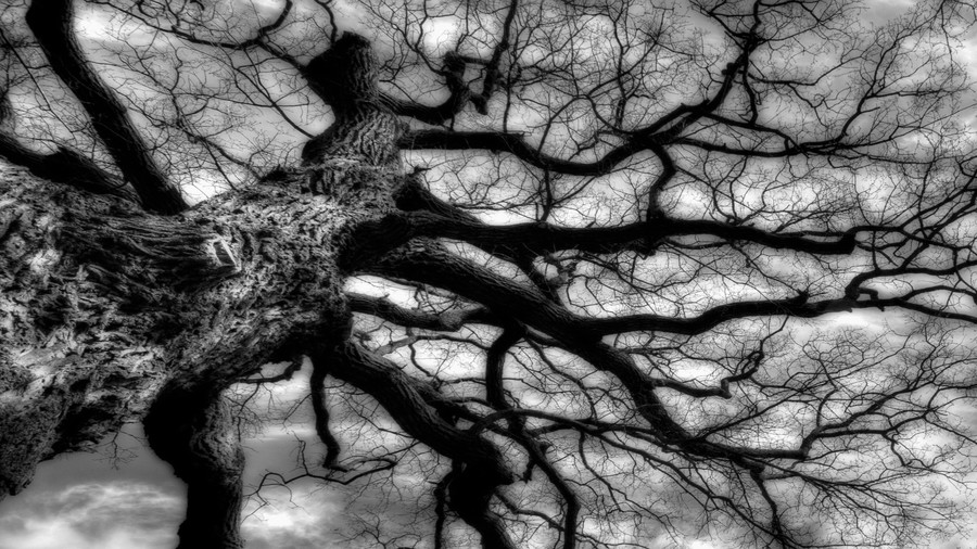 дъб Tree Branches