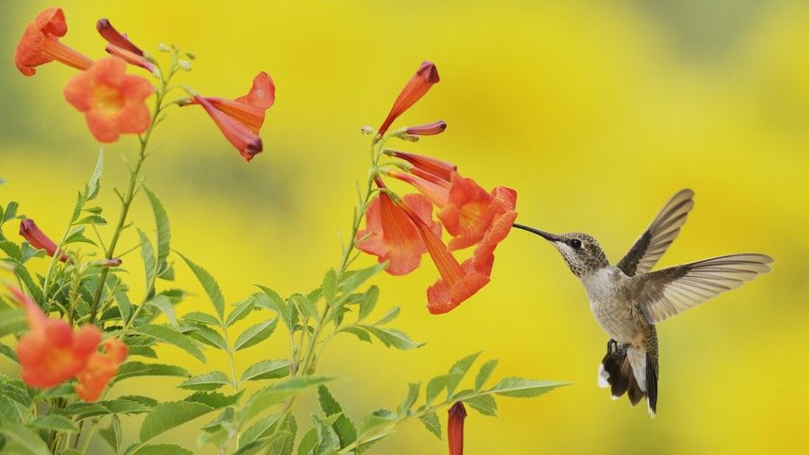 Trompeta Creeper with Hummingbird