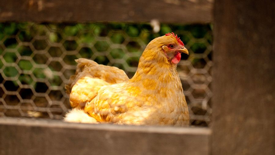 سليت Hill Farm. Puopolo farmhouse. Close-up of chicken walking in chicken coop.