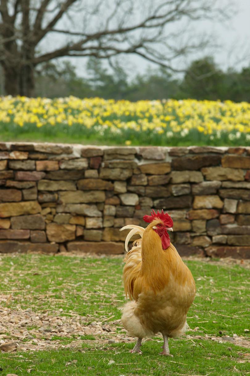 Mos Mountain Farm. Close-up of chicken walking on grass in front of rock wall.