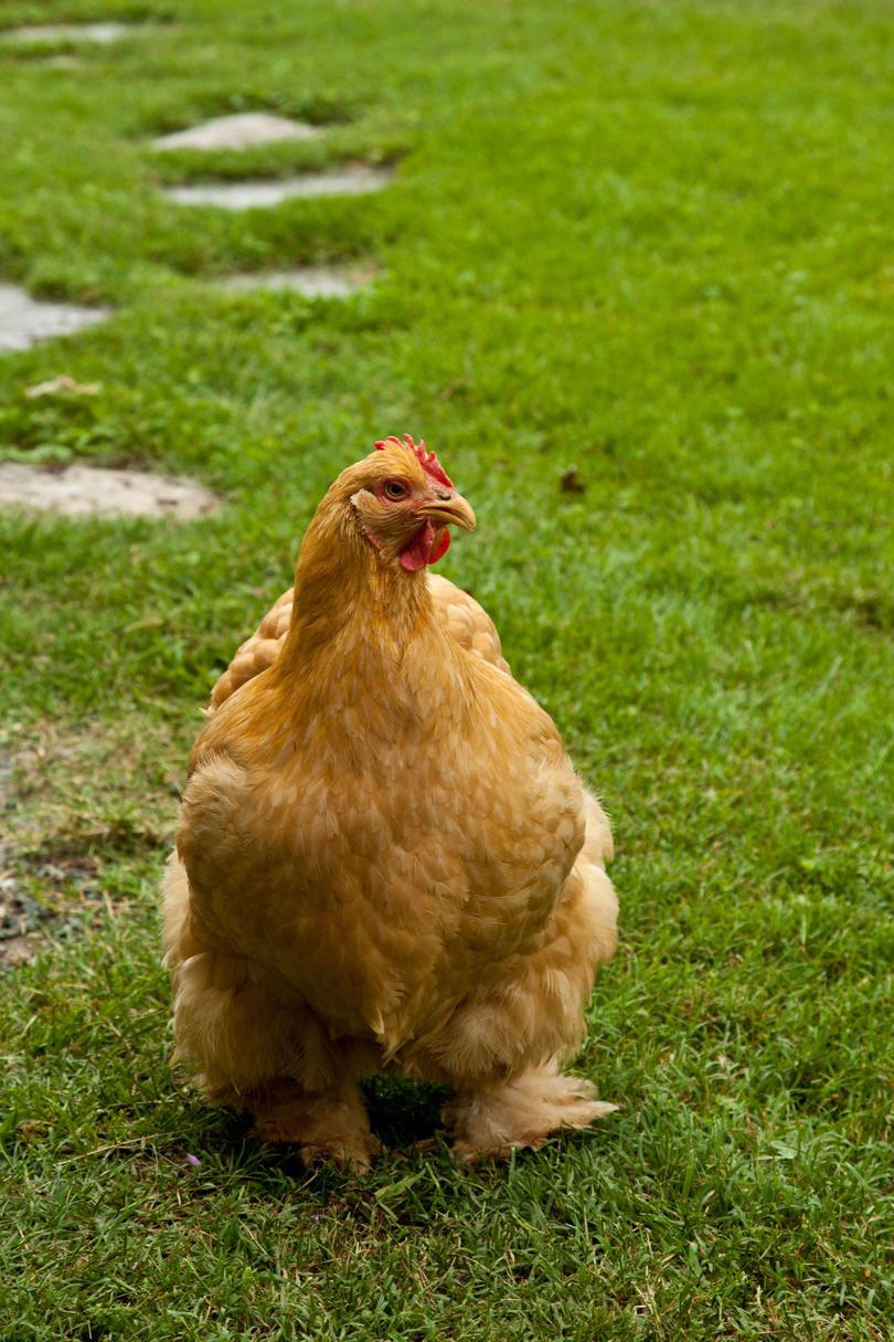Skifer Hill Farm. Puopolo farmhouse. Close-up of chicken walking on grounds outside of house.