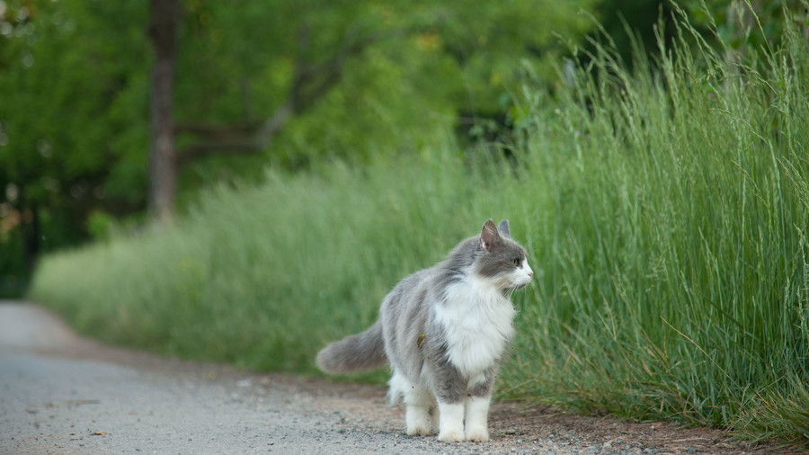 сив and White Cat Walking Outside