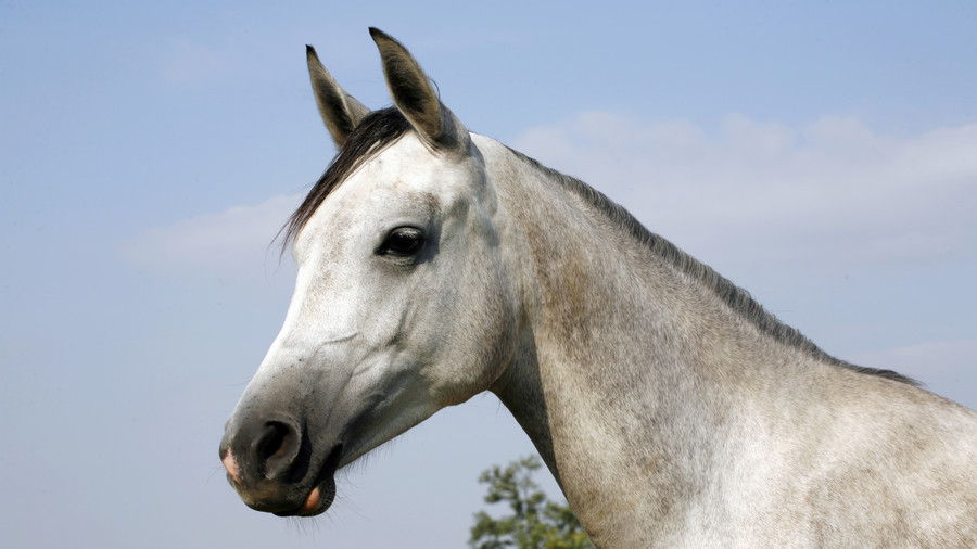 сив horse