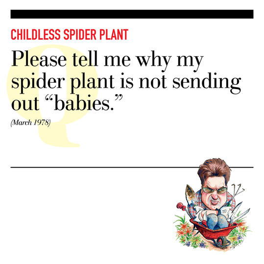 Bezdětný Spider Plant