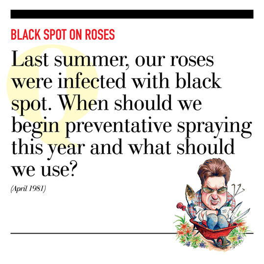 Černá Spot on Roses