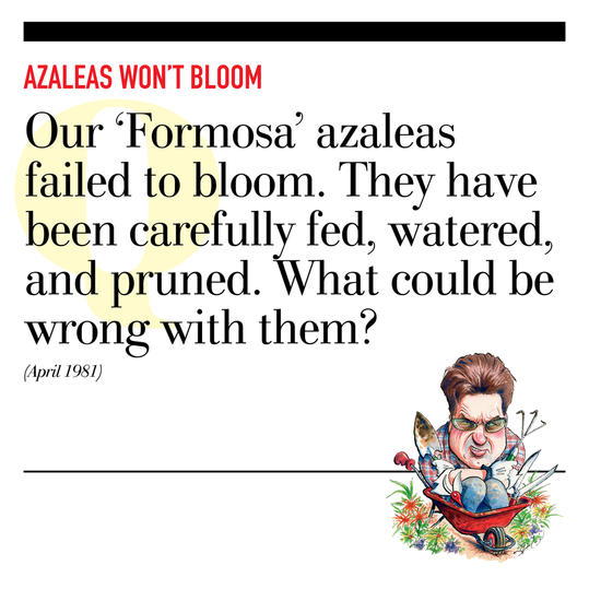 Azaleas Won’t Bloom