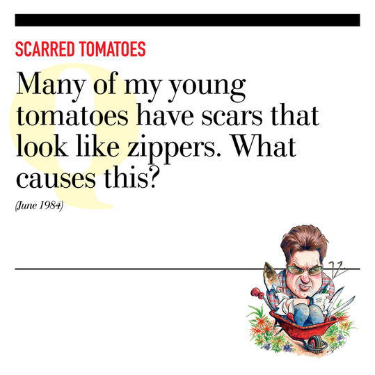 Scarred Tomatoes