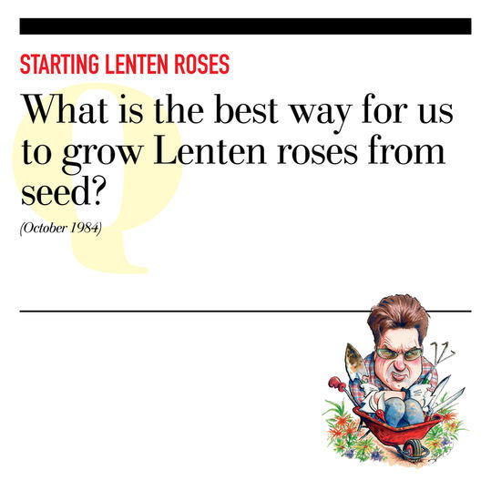 Začíná Lenten Roses