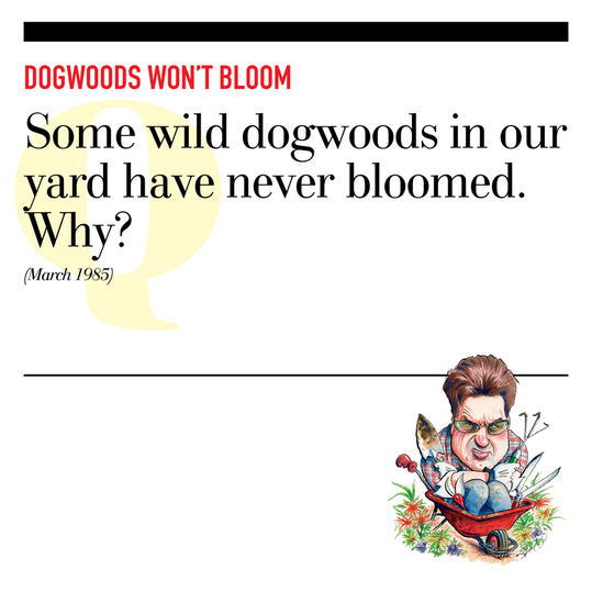 Dogwoods Won’t Bloom