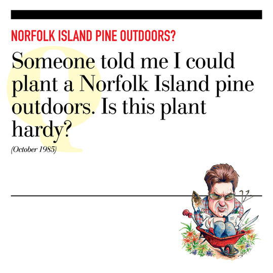 Norfolk Island Pine Outdoors?