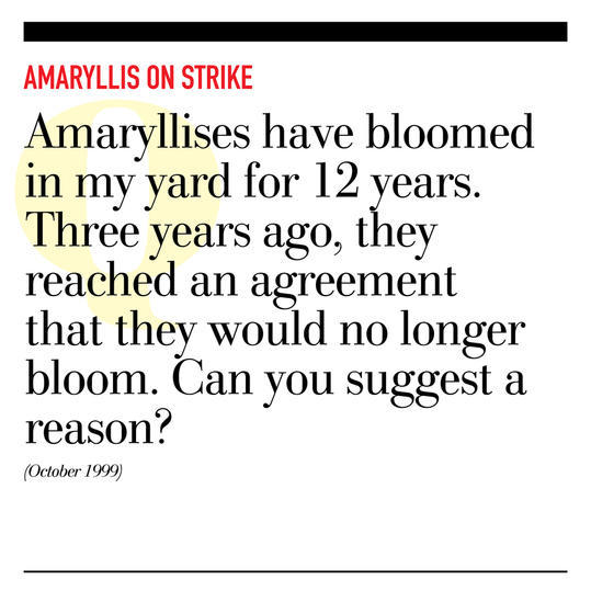 Amaryllis on Strike