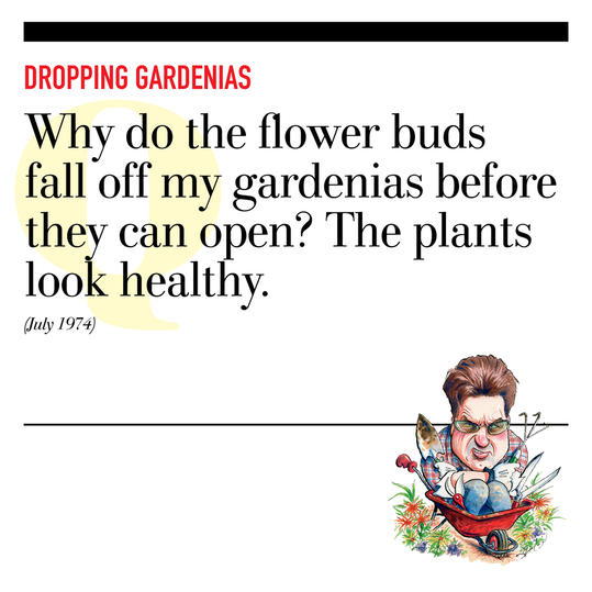 Shazování Gardenias