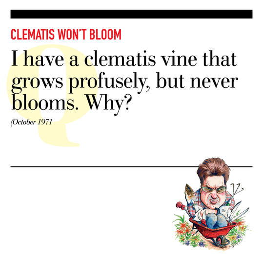 Clemátide Won’t Bloom
