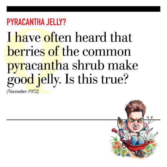 Pyracantha Jelly?