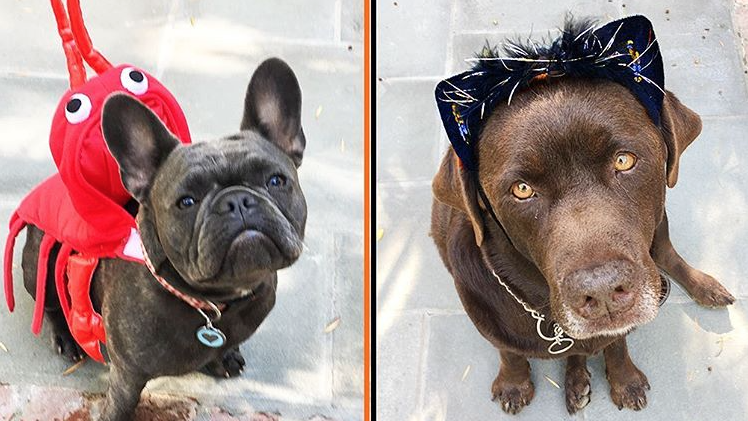 Witherspoon Dogs' Halloween Costumes