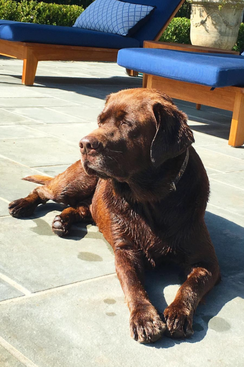 شلة the Dog Sunbathing 