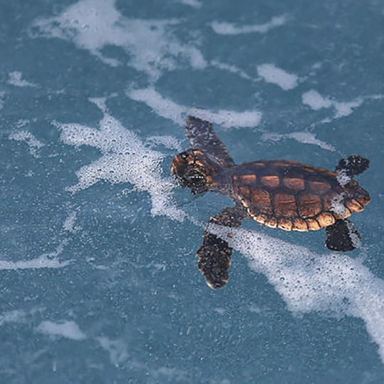 бебе Sea Turtle Swimming
