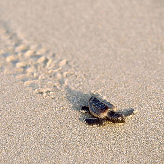 бебе Sea Turtle Crawling Through Sand