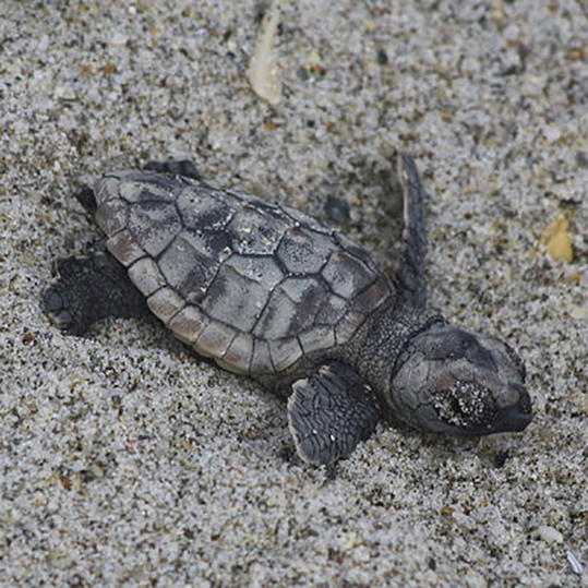 море Turtle Planted in Sand