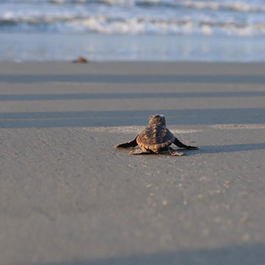 бебе Sea Turtle Walking on Sand