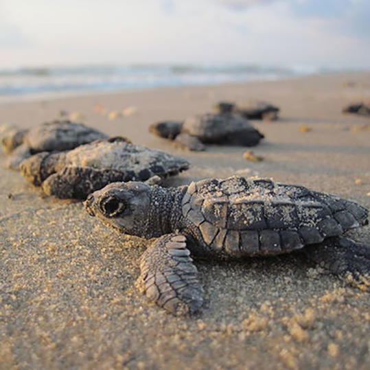 бебе Sea Turtle in Sand