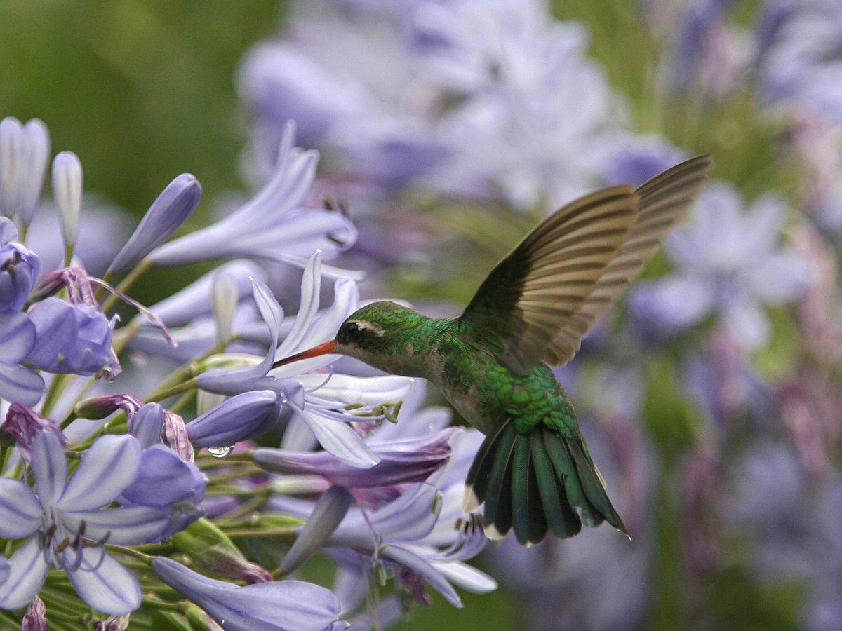 Colibrí with Flower