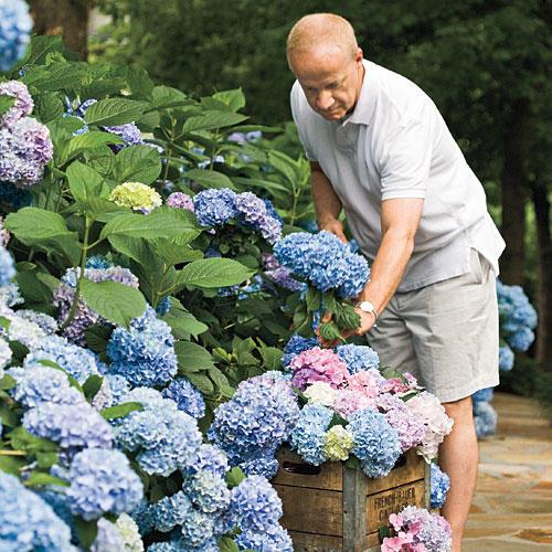 francés Hydrangea: Perfect for the South