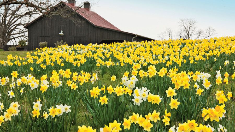 حقل of Daffodils Near Barn