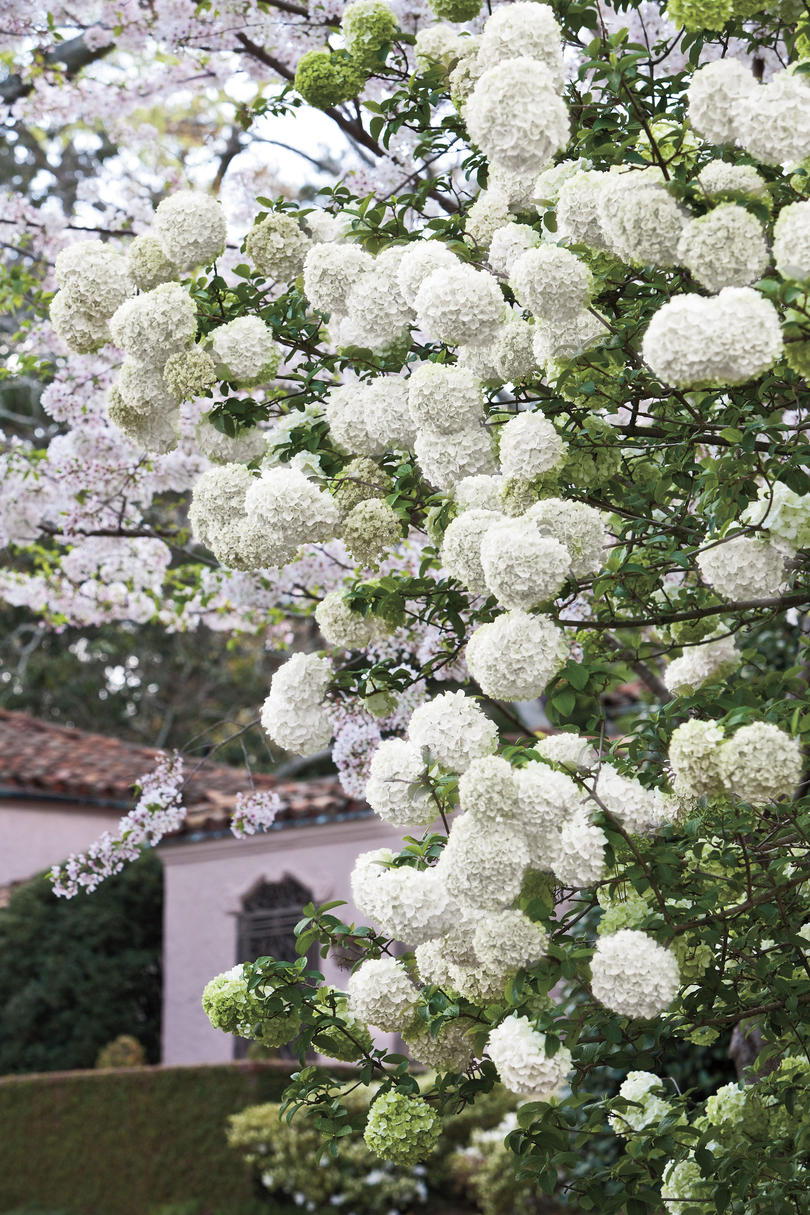 أبيض Blossomed Hydrangeas