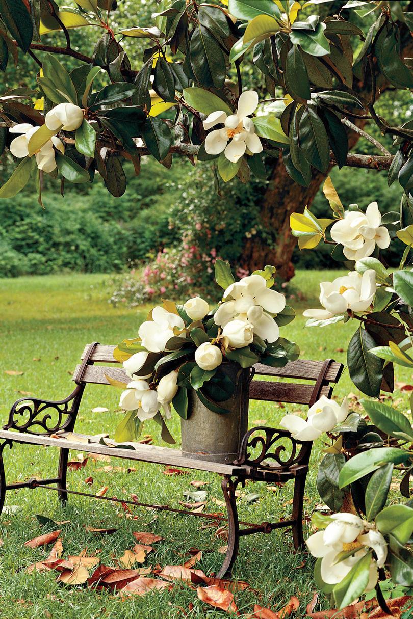 Magnolia Blooming Near Park Bench