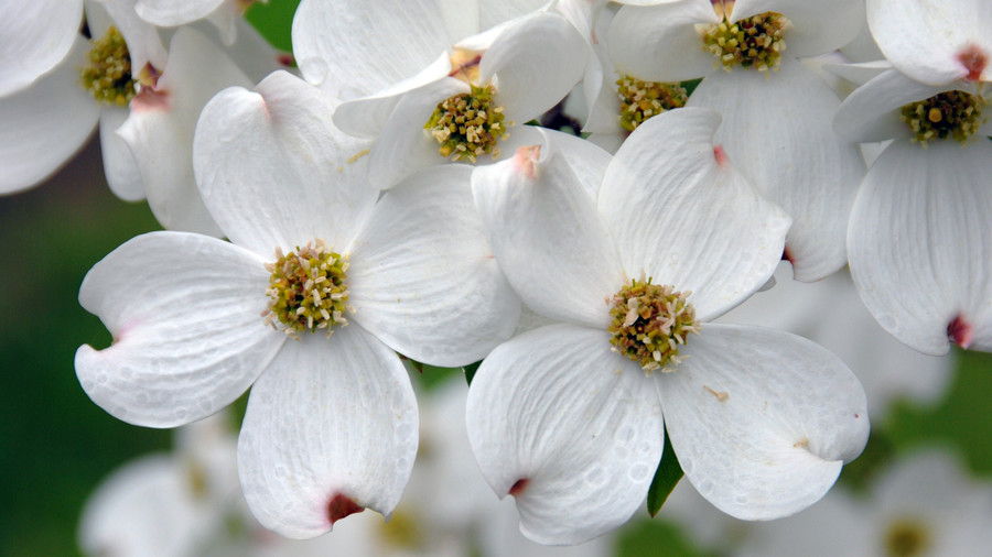 hvid Dogwood Flowers