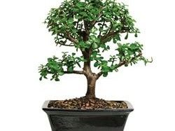 اليشم bonsai.jpg