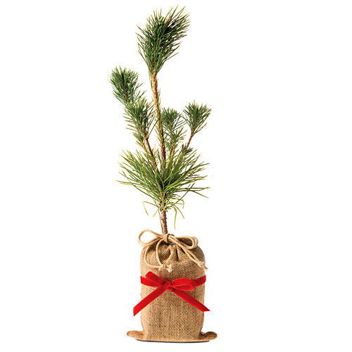 Коледа Gift Ideas: Japanese Black Pine Trees