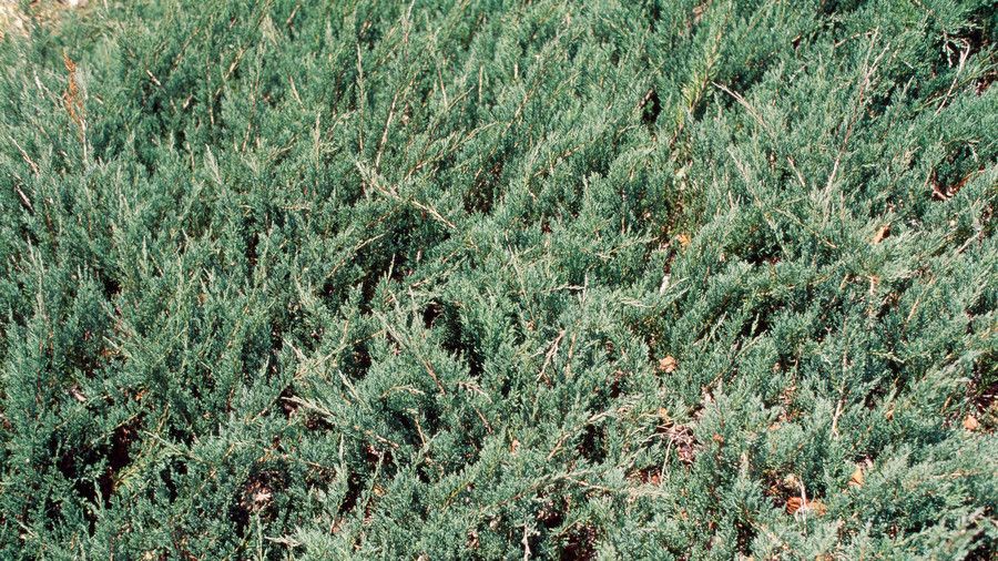 Progresivo juniper ground cover