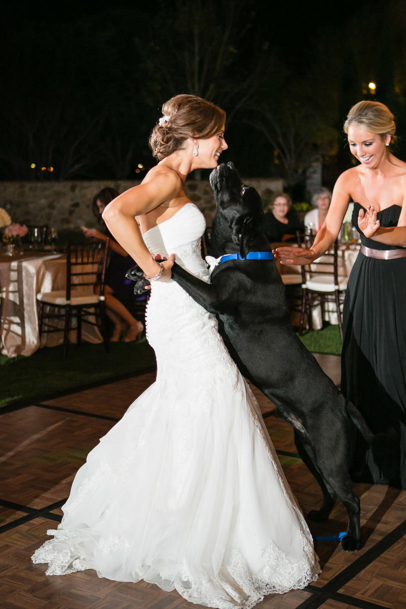 犬 in Wedding dance