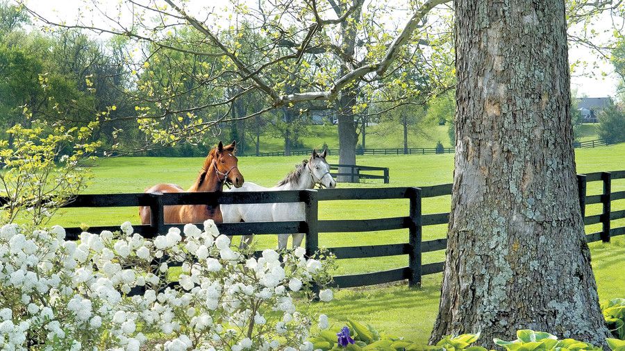 Lexington, Kentucky- Horse Capital of the World 